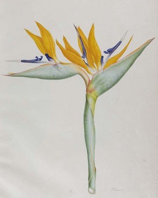 4240
<br/>
Strelitzia depicta or coloured figures of the known species of the genus Strelitzia from the drawings in the Banksian Library.
<br/>
<em></em>